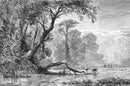 Timeless Wilderness