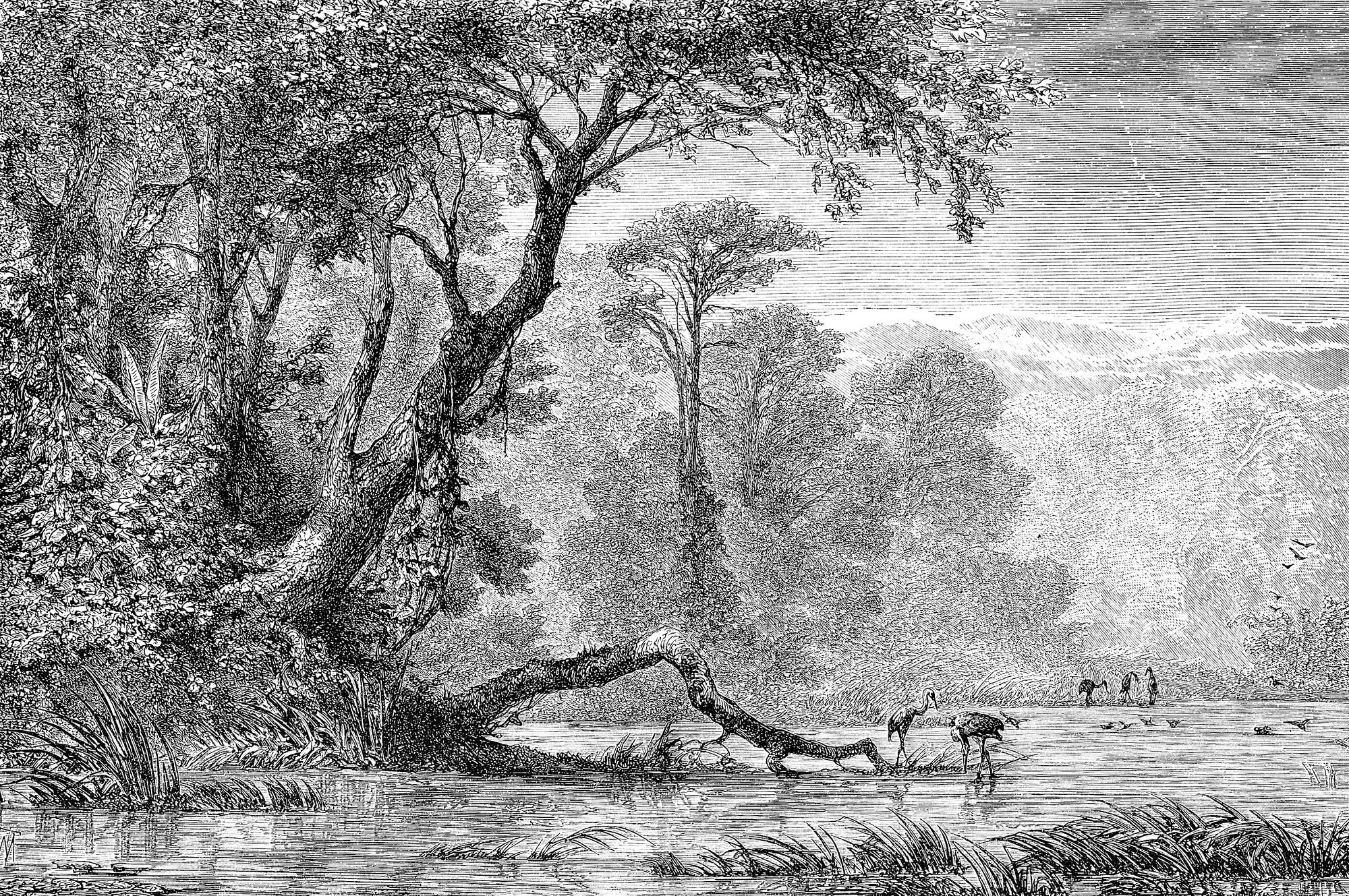 Timeless Wilderness