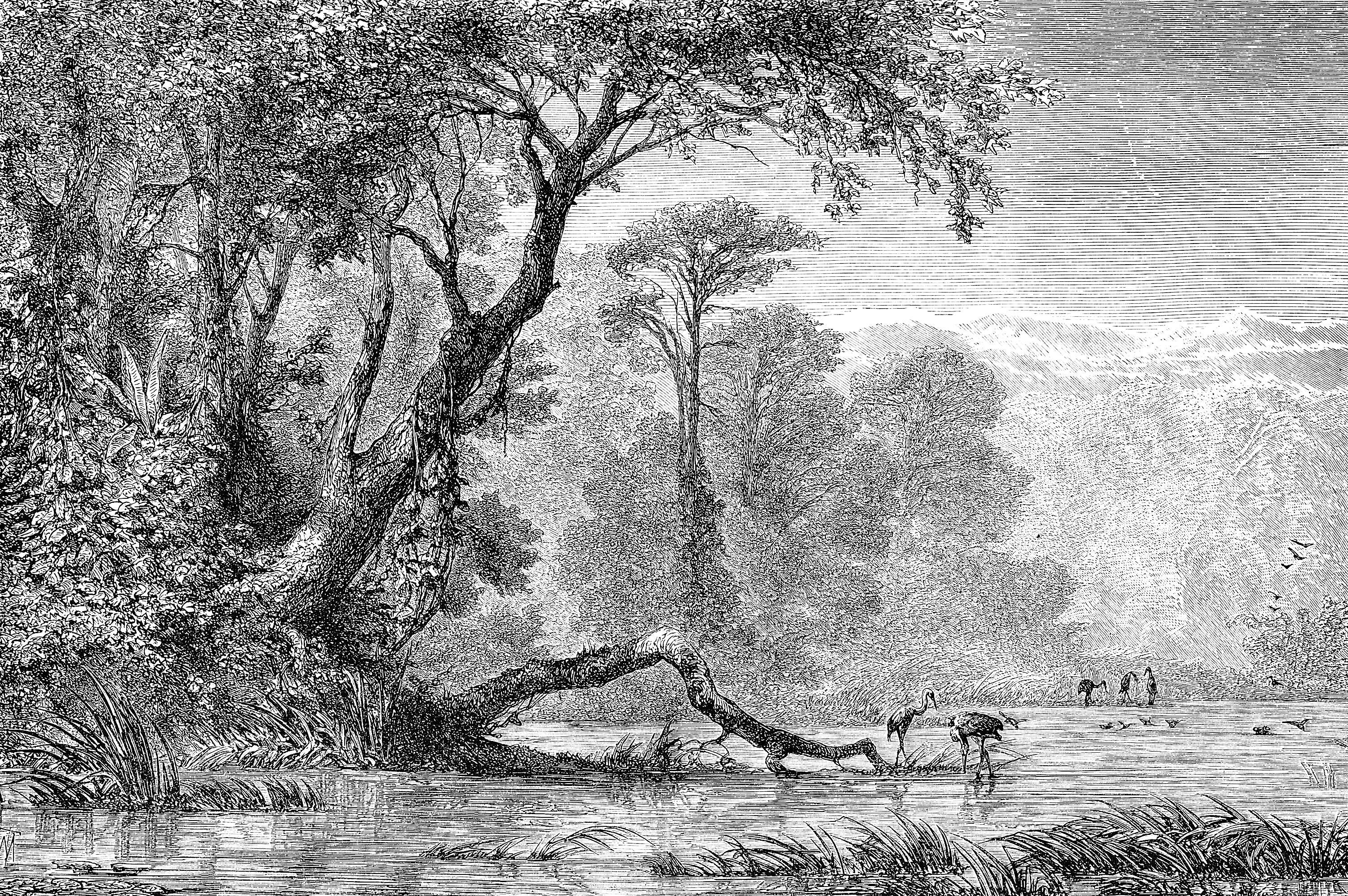 Timeless Wilderness
